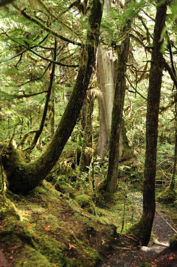 Passeio por mata úmida na região de Ketchikan, no sudeste do Alaska